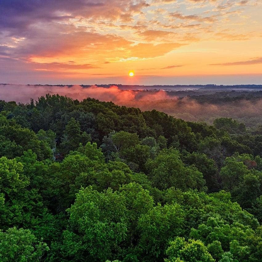 Lungs of Earth