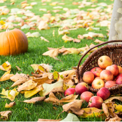 8 Eco-Friendly Ideas to Enjoy Fall Weather 🍁